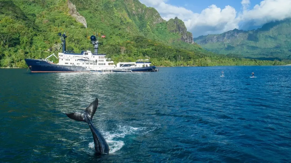A whale's tail rising from the water in the foreground, with Arctic at anchor below steep green mountains and two paddleboarders nearby